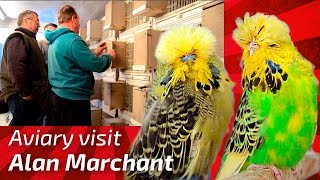 EXHIBITION BUDGERIGAR BREEDER Alan Marchant United Kingdom Budgie Planet MUHABBET perruche peri [upl. by Asseram]