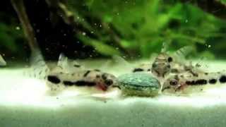 Dwarfs corydoras Corydoras pygmaeus Corydoras hastatus y Corydoras habrosus Colombia [upl. by Courcy229]