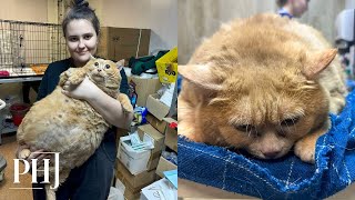 Rescue Cat Weighed 38 lbs and Unable to Walk ‘They Fed Him to Such a State’ [upl. by Kenlee]