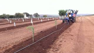 Plantación Almendros con máquina Gps en Écija [upl. by Lillie913]