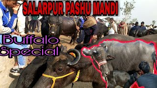 सलारपुर पशु मंडी की भैंसे  Salarpur Pashu Mandis Buffaloes  Buffalo Special  Public Demand [upl. by Deana106]