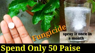 Easiest amp Best Homemade Fungicide for any plants in just 12 minutes [upl. by Reve]