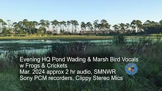 HQ Pond March 2024 Evening Bird Choruses [upl. by Graehl]