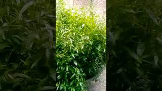 SERPENTINA PLANT herbal medicine satisfying short herbal viral shortvideo subscribe [upl. by Hurleigh807]