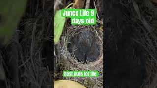 Junco Baby Bird Life  9 days later West Coast Bird Watchers [upl. by Lhadnek]