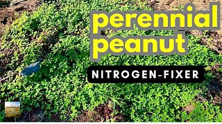 Cover Crop PERENNIAL PEANUT quotNitrogen Fixerquot  How To [upl. by Ailis330]