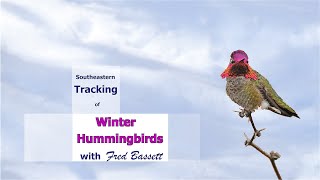 Tracking Wintering Hummingbirds in the Southeastern US [upl. by Imat]