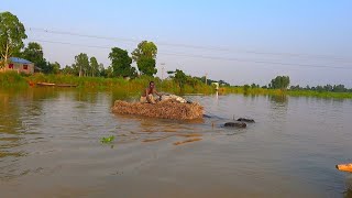 লাইফ রিক্স নিয়ে মহিষ ধান বোঝাই গাড়ি নিয়ে নদী পাড় হচ্ছে  M Protiva Tv [upl. by Opalina]