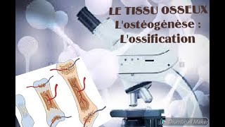 L’ostéogenèse  Lossification [upl. by Sven]