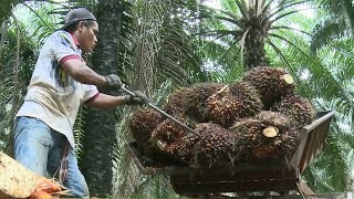 Malaysia works to combat environmental concerns about palm oil [upl. by Shiekh]