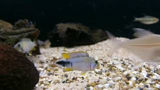 Apistogramma panduro bij Aquarium Speciaalzaak Utaka [upl. by Annoya]