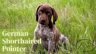 Training young German shorthaired Pointer early stop whistle training [upl. by Arrehs]