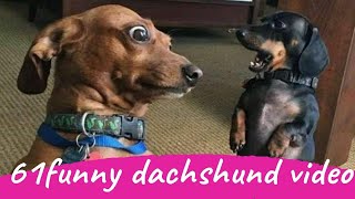 61 Funny Dachshund Dogs Videos Instagram Funny And Cute Dachshund Dog Try Not laugh Videos [upl. by Isman]