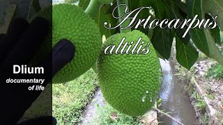 Breadfruit Artocarpus altilis  part 1 [upl. by Netaf]