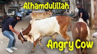 Alhamdulillah Cow Aagye  Muje Bhut Mara 😡 [upl. by Elletnuahc]