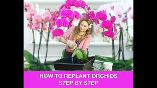 ORCHID CARE 🍃REPOTTING ORCHIDS REPLANTING ORCHIDS 🌿 Shirley Bovshow [upl. by Schmitz32]