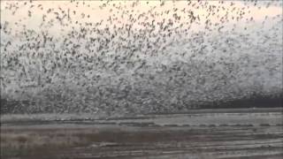 Geese with duck Tornado [upl. by Tnert]