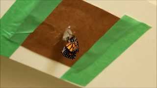 How to Raise Monarch Butterflies [upl. by Sivia]