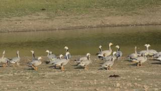 worlds highest flying birds Barheaded geese Anser indicus [upl. by Judson]