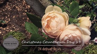 Wollerton Old Hall Rose  David Austin❄️Rose Christmas Countdown 2023 ❄️ 24 days of Roses  Day 19 [upl. by Ettenwad881]