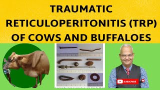 Solving the Mystery of Cow amp Buffalo TRP See How This Vet Does It [upl. by Otsirc]