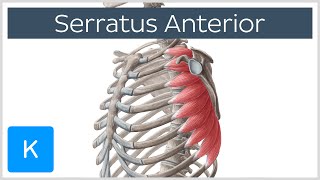 Serratus Anterior Muscle Function Origins  Human Anatomy  Kenhub [upl. by Khichabia76]