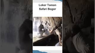 Loker Taman Safari Bogor lokersma lokersmk lokerindonesia [upl. by Felicity]