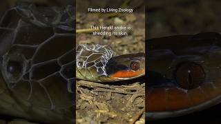 Snake shedding its skin in the wild amazing snake behavior [upl. by Dohsar583]