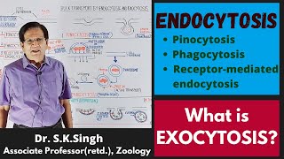 Endocytosis amp Exocytosis  Biology  BSc 1st Year [upl. by Leiuqeze]