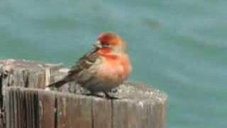 House finch singing on a pier [upl. by Nihs]