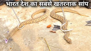 देखिए भारत देश का सबसे खतरनाक सांप इसका काटा दर्दनाक मौत देगा Rescue Russells viper snake [upl. by Hairym]