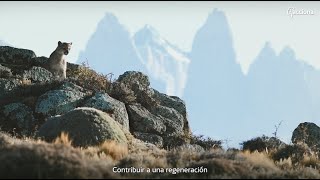 La conservación del puma en Chile y la regeneración del ecosistema una historia de éxito [upl. by Maggio]