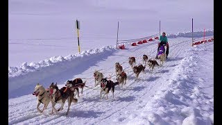 20 Internationales Schlittenhunderennen in Sportgastein 2019  4 K [upl. by Salter216]