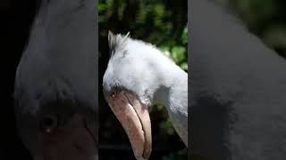 What does a Shoebill Stork sounf like shoebillsound shoebilledstork shoebill [upl. by Tayib]