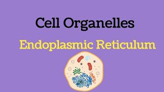 Endoplasmic Reticulum class 11 [upl. by Roban]