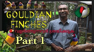 Gouldian Finch  Exotic Finch Malayalam  Part 1  Breeding Tips  Finch Adviser [upl. by Cordalia381]