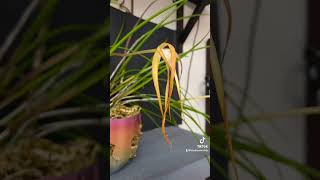 Brassavola cucullata flower opening in a time lapse orchidtimelapse timelapsetuesday ￼￼ [upl. by Carlo]