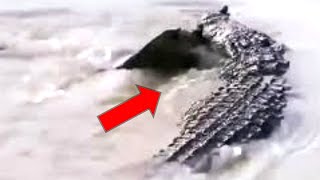 Tough fight between crocodiles and sharks ৷ Incredible Moments Caught on Camera ৷ Mind World [upl. by Atikan]