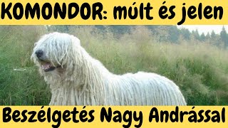 A Komondor múltja jelene és jövője Beszélgetés Nagy Andrással DogCast TV [upl. by Butta578]