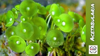 Acetabularia  under sea plants sea nature beach [upl. by Ztnahc]