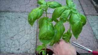 How to Grow Basil from Seed [upl. by Heydon]