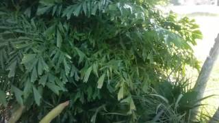 The Clumping Fishtail Palm  Caryota mitis [upl. by Irem]