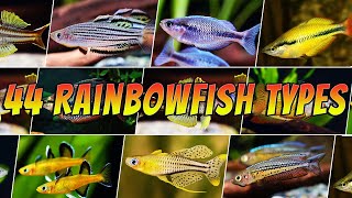 44 Best Types of Rainbowfish  Rare amp Common Pseudomugil amp Melanotaenia  More [upl. by Otrepur]