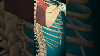 Rhomboid minor muscle action Scapula Elevation  Rotation muscle anatomy [upl. by Atsillac]