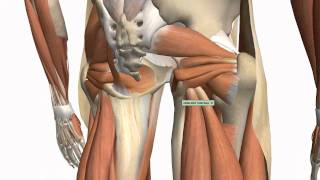 Muscles of the Thigh and Gluteal Region  Part 1  Anatomy Tutorial [upl. by Dragoon]