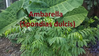 Ambarella Spondias dulcis [upl. by Gesner]