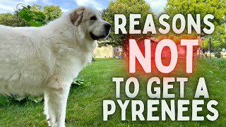 Reasons NOT To Buy A GREAT PYRENEES From A Great Pyrenees Owner [upl. by Eeima218]