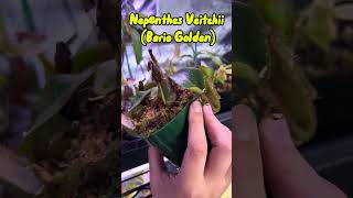 Nepenthes Veitchii “Bario Golden” pitcherplant garden garden carnivorousplant houseplants [upl. by Gelhar]