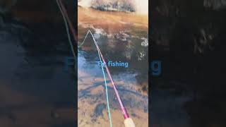 Fly fishing the creek 23 fish caught [upl. by Busby]