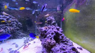 Relaxing Saltwater Reef Aquarium Alastrea Sunday Feeding Time [upl. by Sharma]